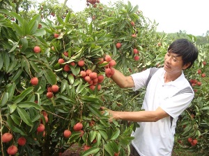 Bắc Giang: Hỗ trợ gần 50 tỷ đồng phát triển vùng sản xuất cây ăn quả